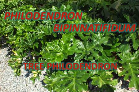 uploads/15082016105214/philodendron bipinnatifidum.jpg